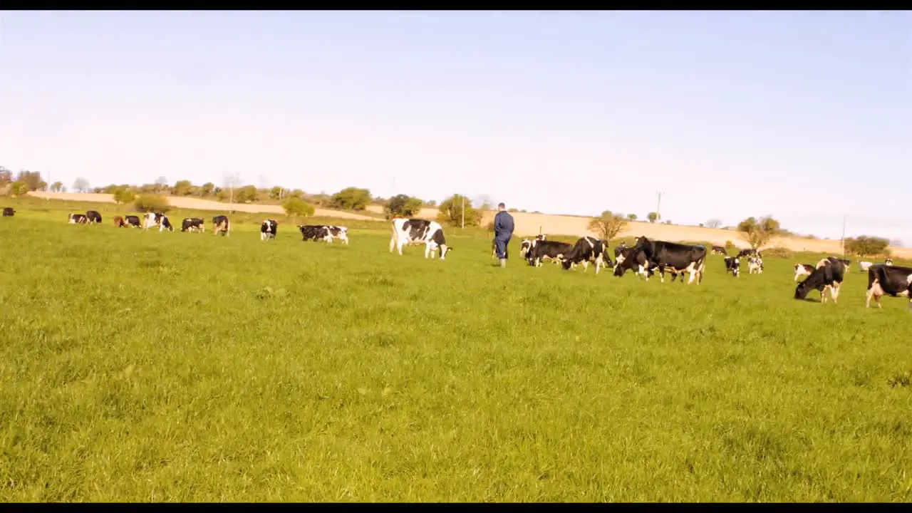 Cattle farmer walking in the field