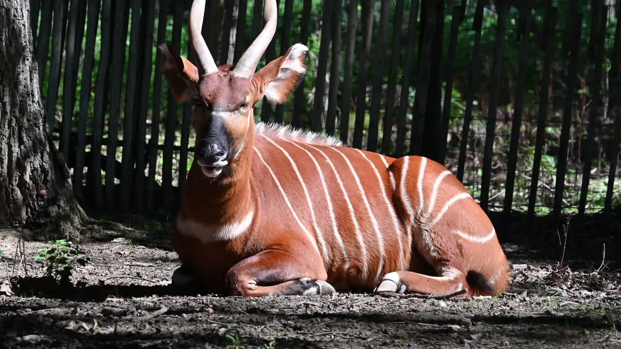 zoological park in France furry deer with striped patterns sitting on the ground near a fence