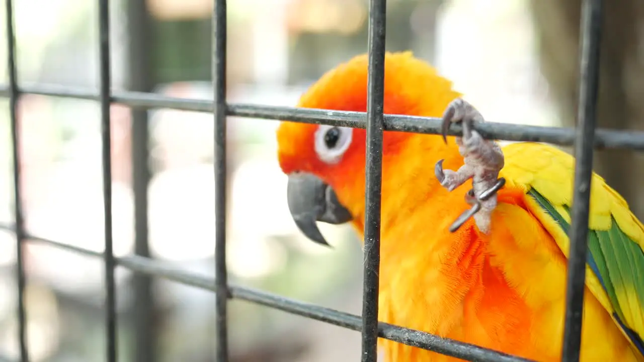 Beautiful lovebird in a cage 