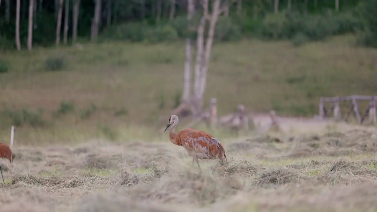 Two blue and red Sandhill Cranes walk through freshly cut field