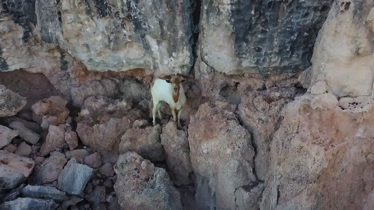 A goat looking at the camera while standing on the rocks on the side of a cliff in Aruba