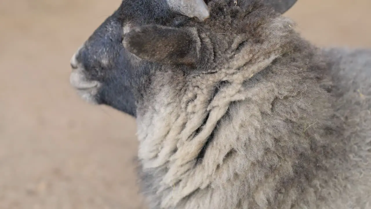 Close-up of a black and white lamb in a petting zoo