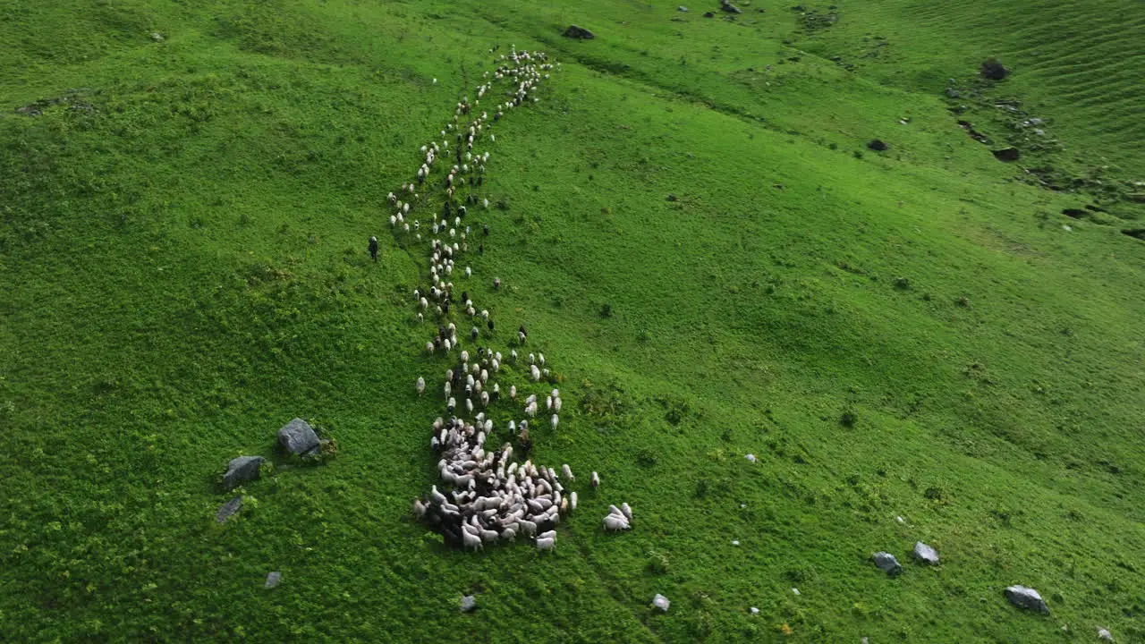 Drone orbits Nepal Hilly Region Goat and sheep running in green grassland field