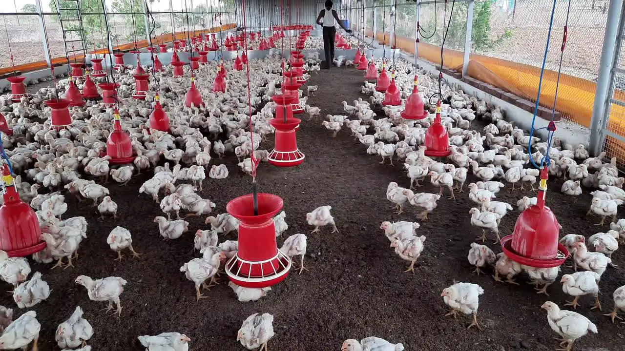 An unrecognizable farmer walks into a poultry farm for the checking process