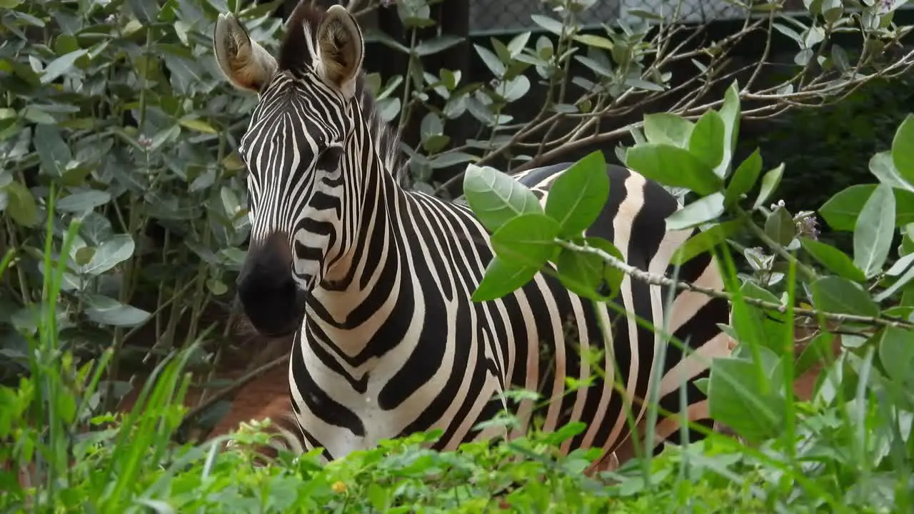 Black And White Zebra at a park