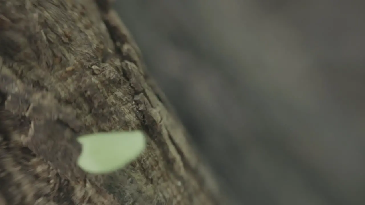 Revealing leaf cutter ants collecting leaves from a tree in the Amazon Forest closeup macro shot