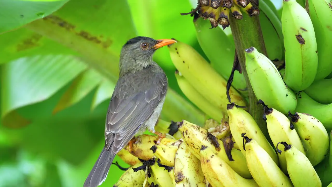 Seychelles endemic bulbul bird eating ripe yellow bananas Mahe Seychelles