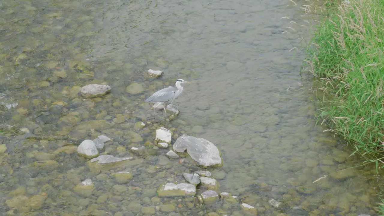 Crain standing in a stream eating a small fish