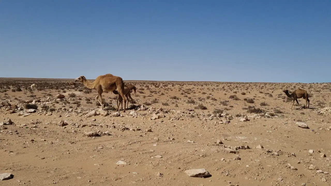 Group of camels walking in the sahara desert in Morocco