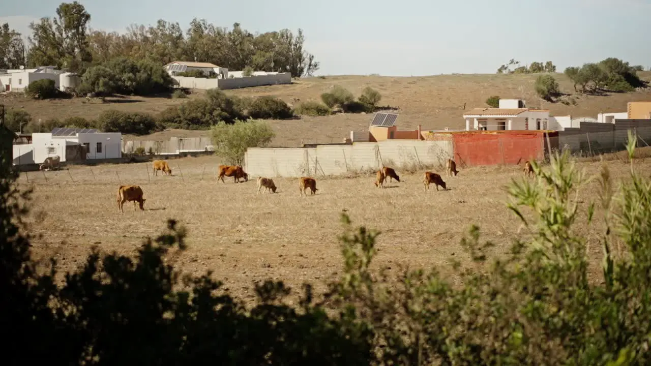 cows grazing on pasture landscape seen from distance