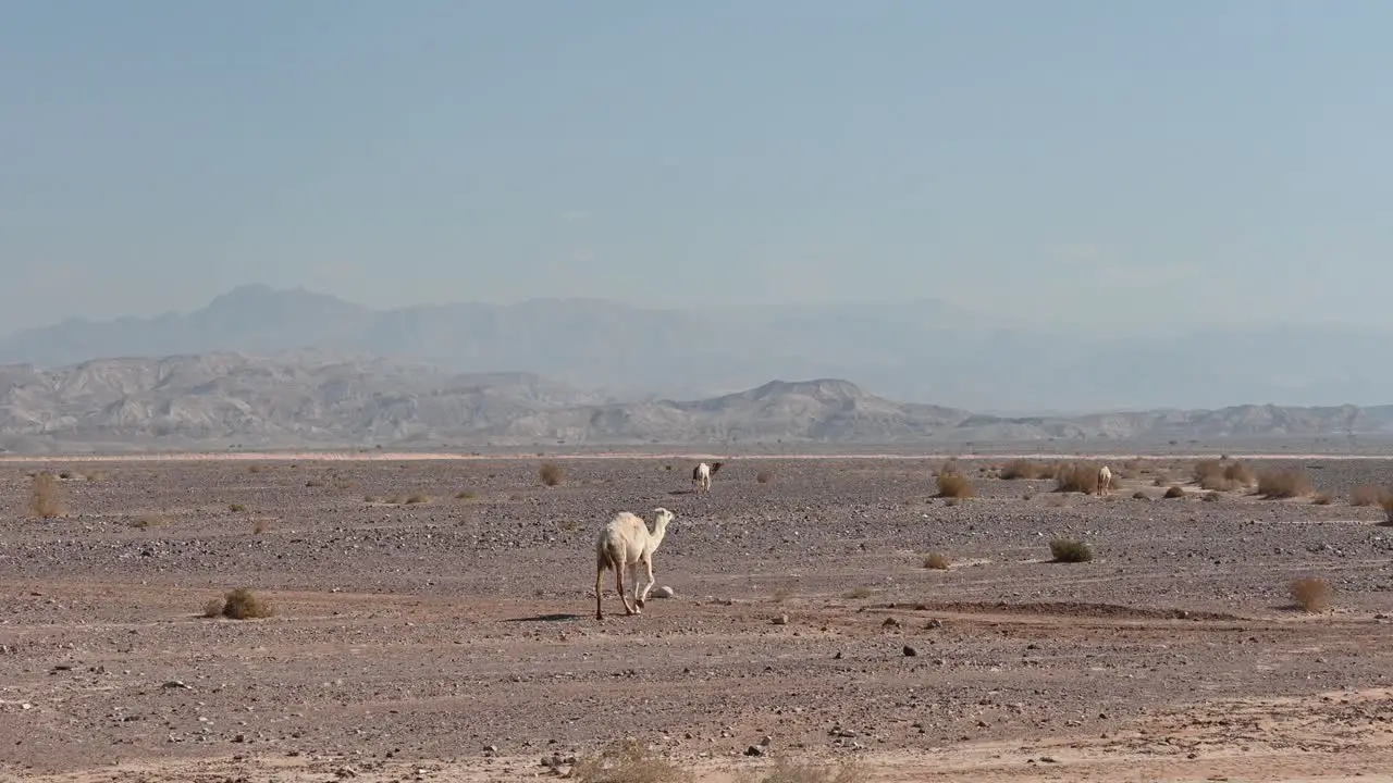 wild dromedaries in the desert of jordan