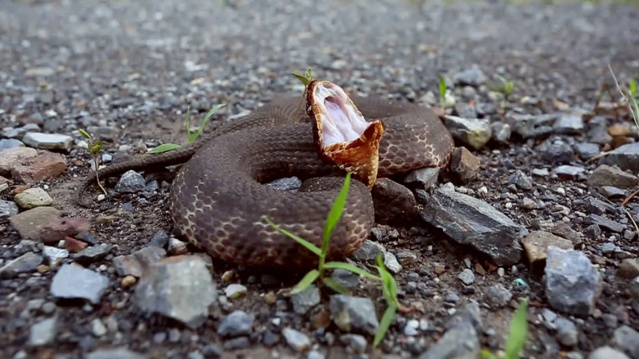 A Western Cottonmouth Agkistrodon piscivores leucostoma a venomous North American pit viper in a typical defensive display posture showing the white lining in its mouth