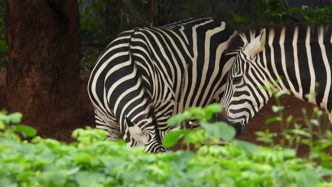 Two black and white zebra eating grass in the zoo