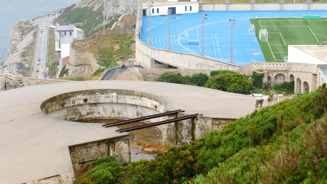 Barbary Macaques Walking on Concrete Slab on Rock of Gibraltar