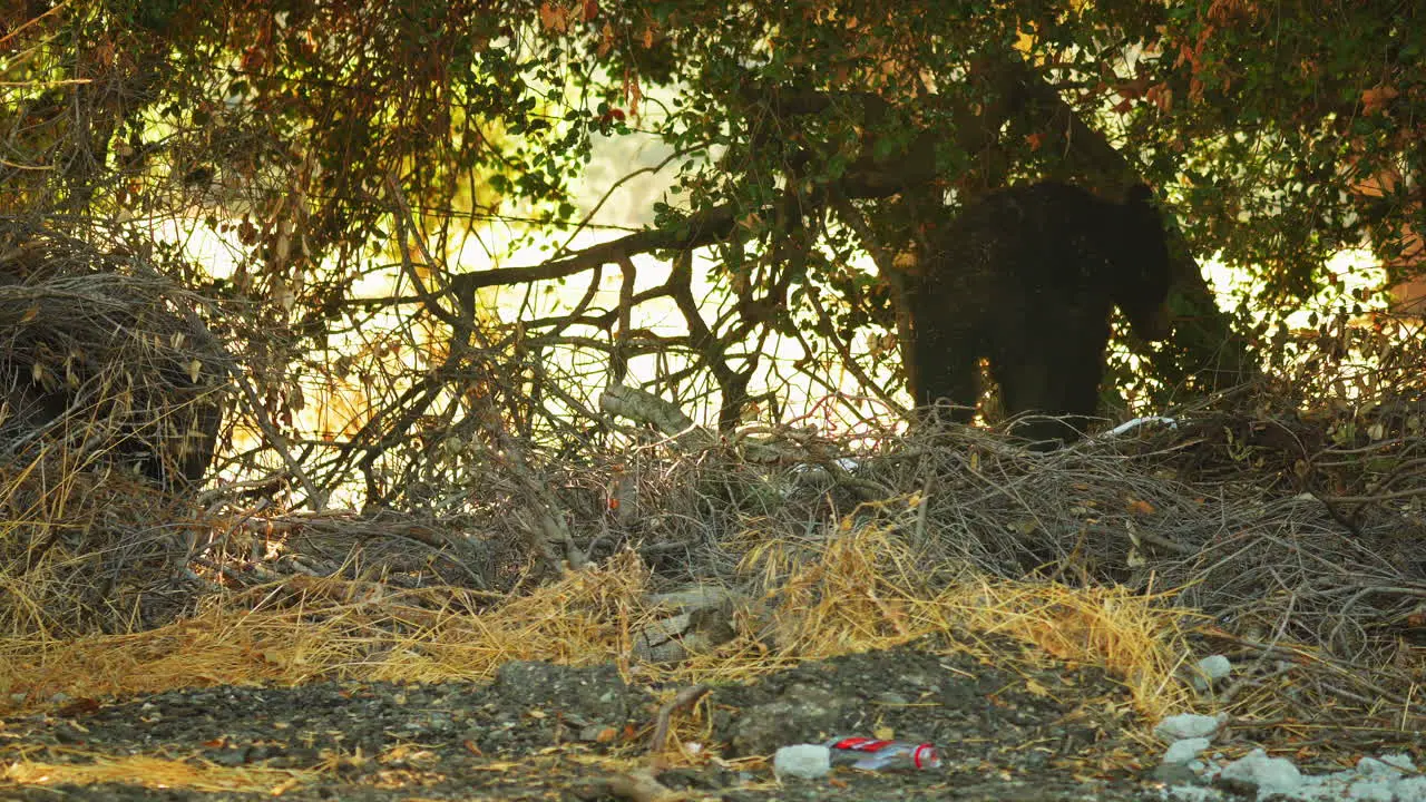 Adorable Young Bear Cub Exploring Garbage-Littered Forest Ground Static