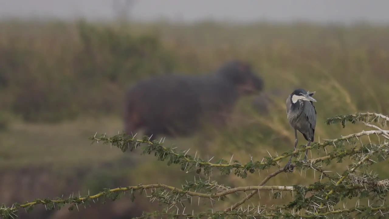 African white bird cormorant with hippo in the background