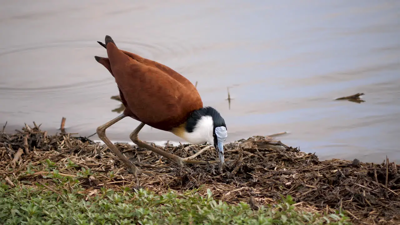 African Jacana Forages on Riverbank Kruger National Park