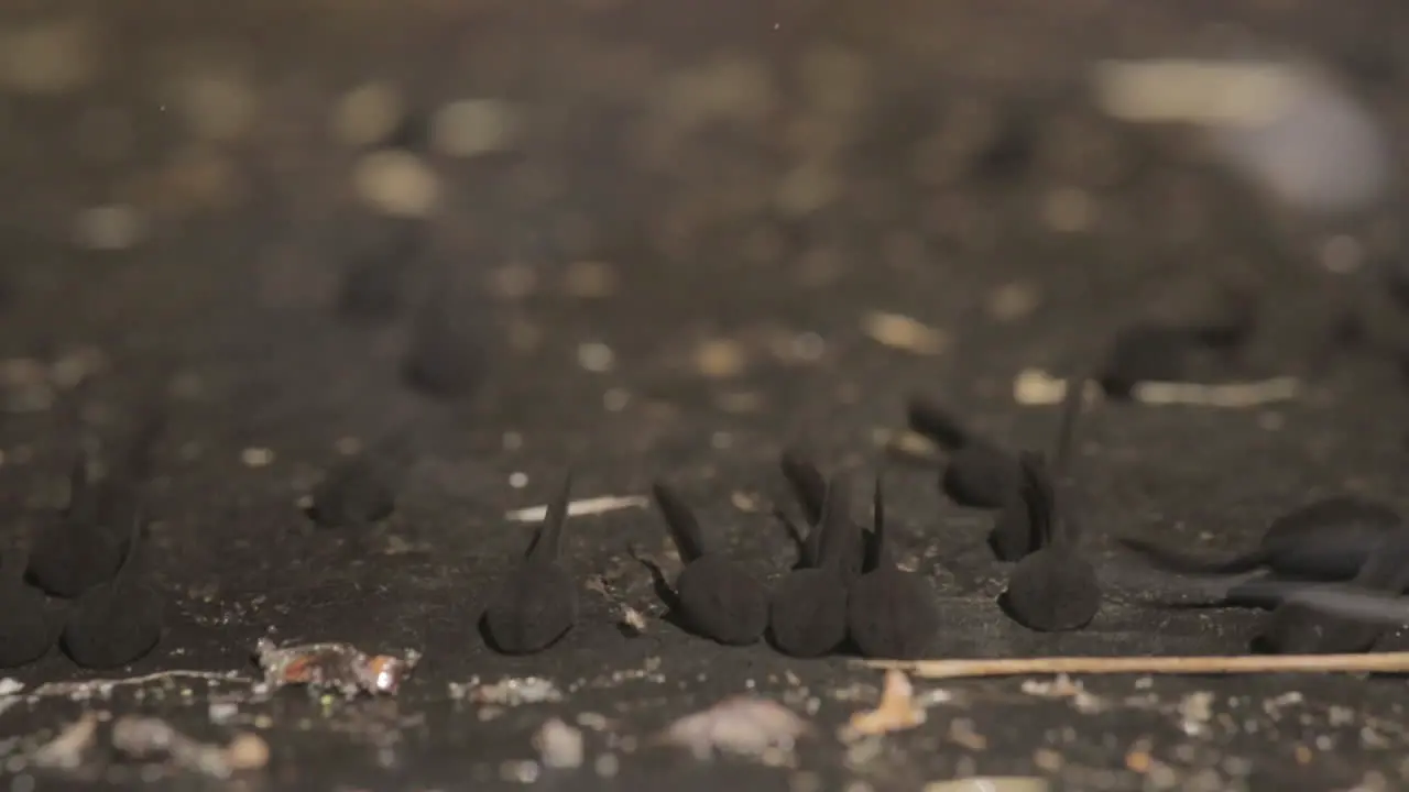 Tadpoles closeup in a pond