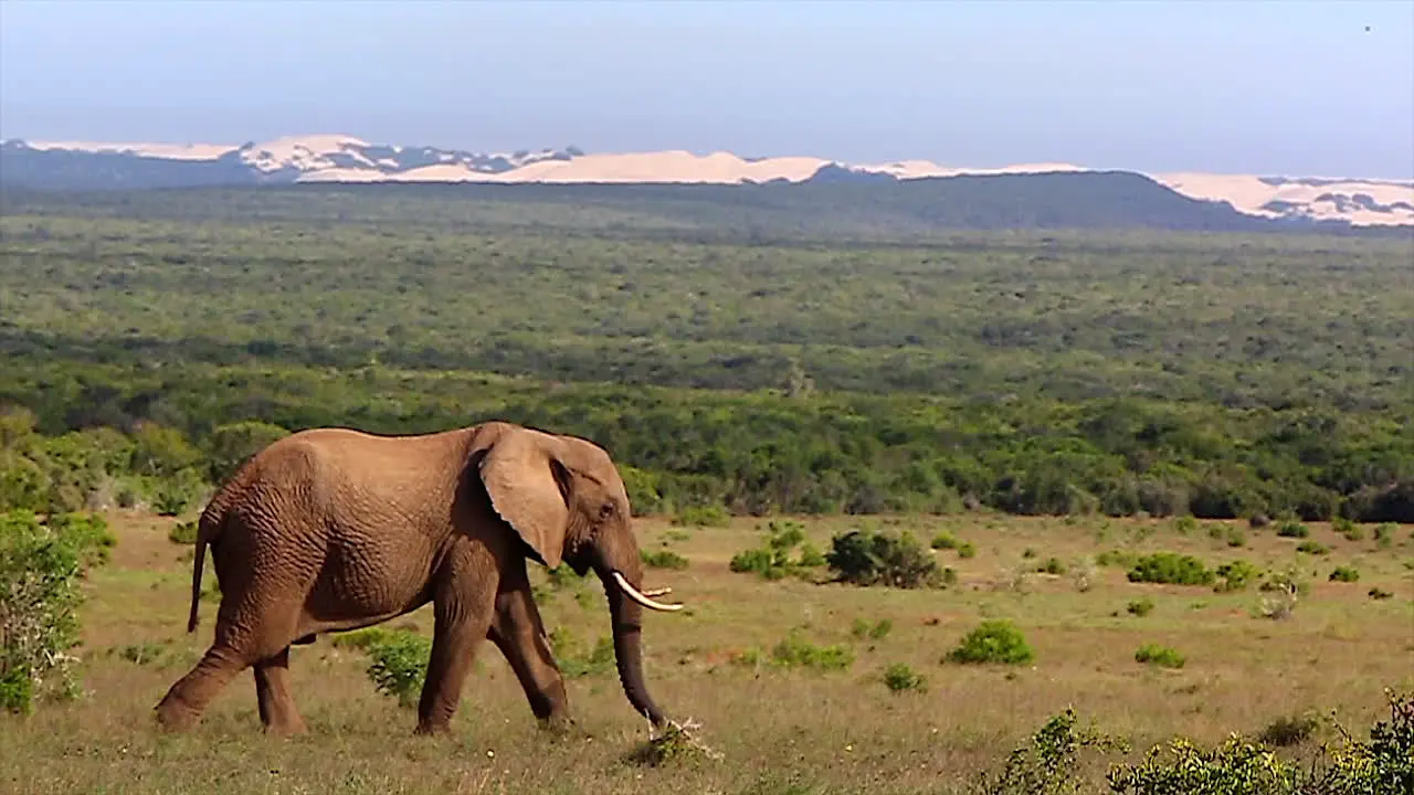 African Bull Elephant Walking Across Open Plains