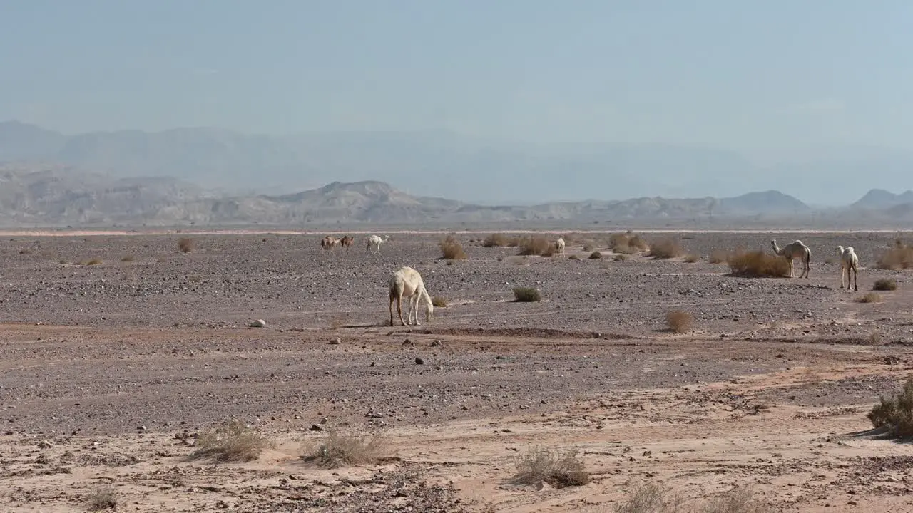 dromedaries in the desert of jordan