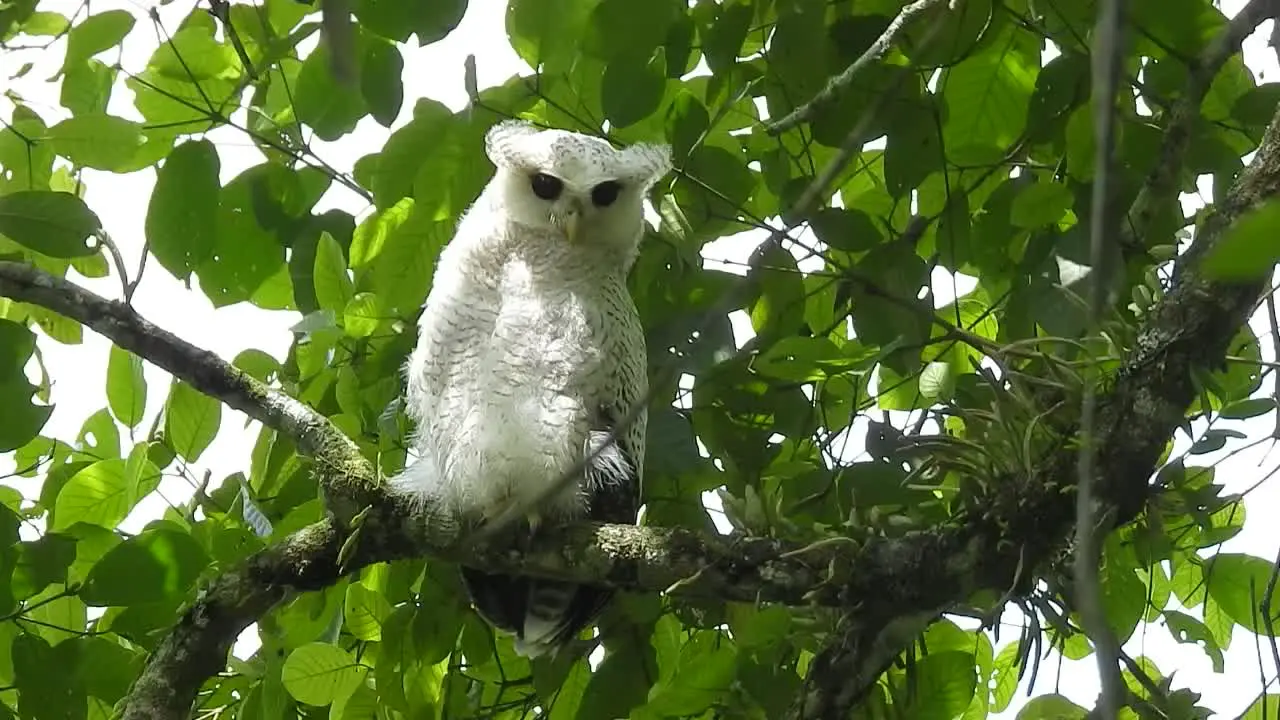 a barred eagle owl a bird with pure white feathers is perched on a tree