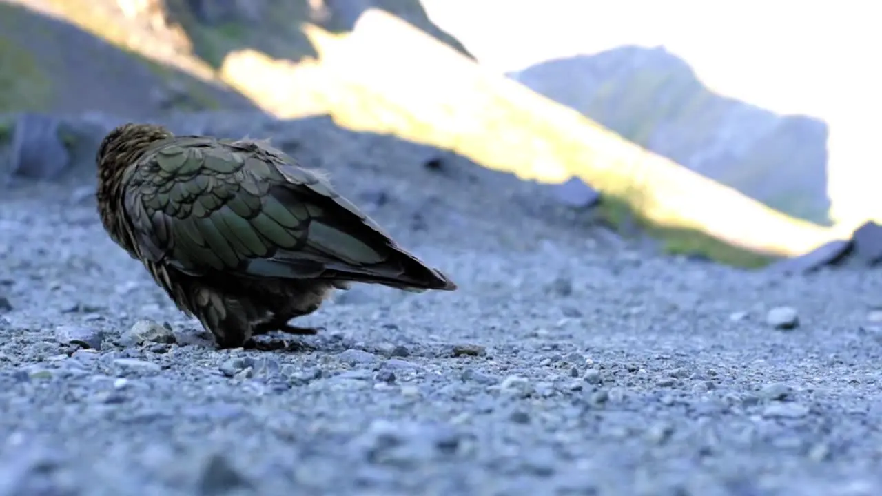 An adult Kea trying to pick up rocks