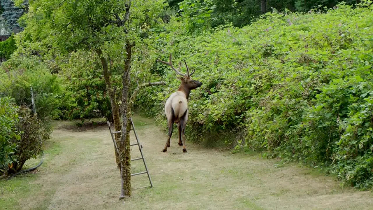 Bull Elk eating berries then cat comes out and elk looks at cat and continues to eat