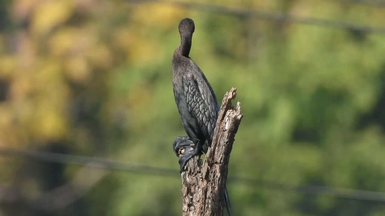 Cormorant in tree relaxing -waiting -food 