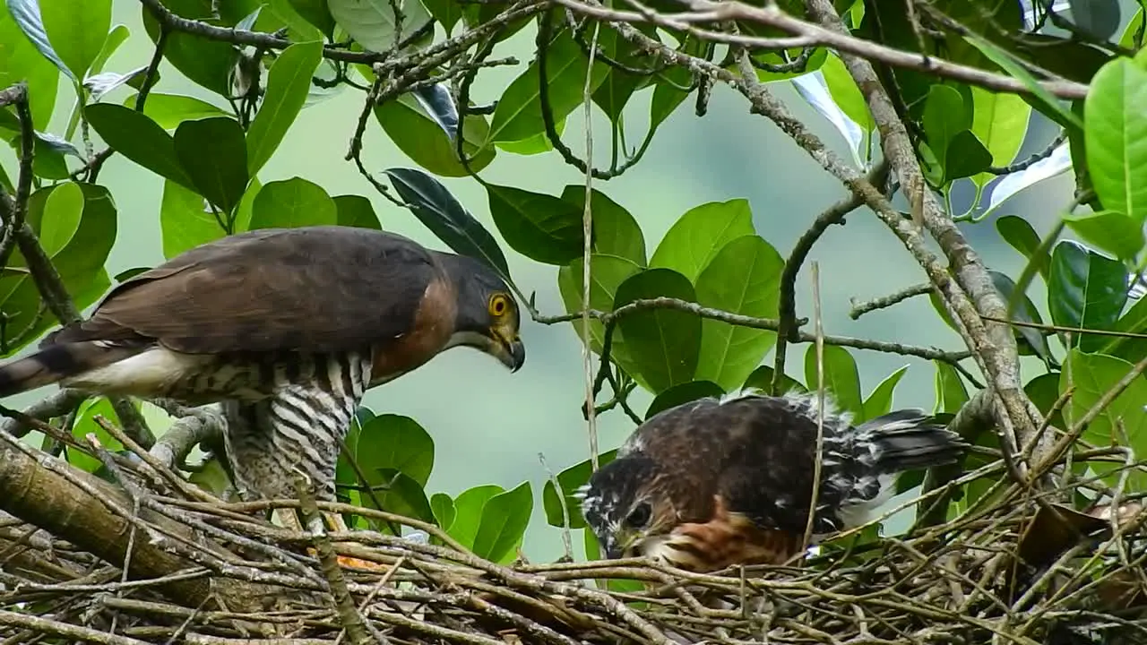 an adult crested goshawk eagle with brown feathers is being fed by a green chameleon by its mother