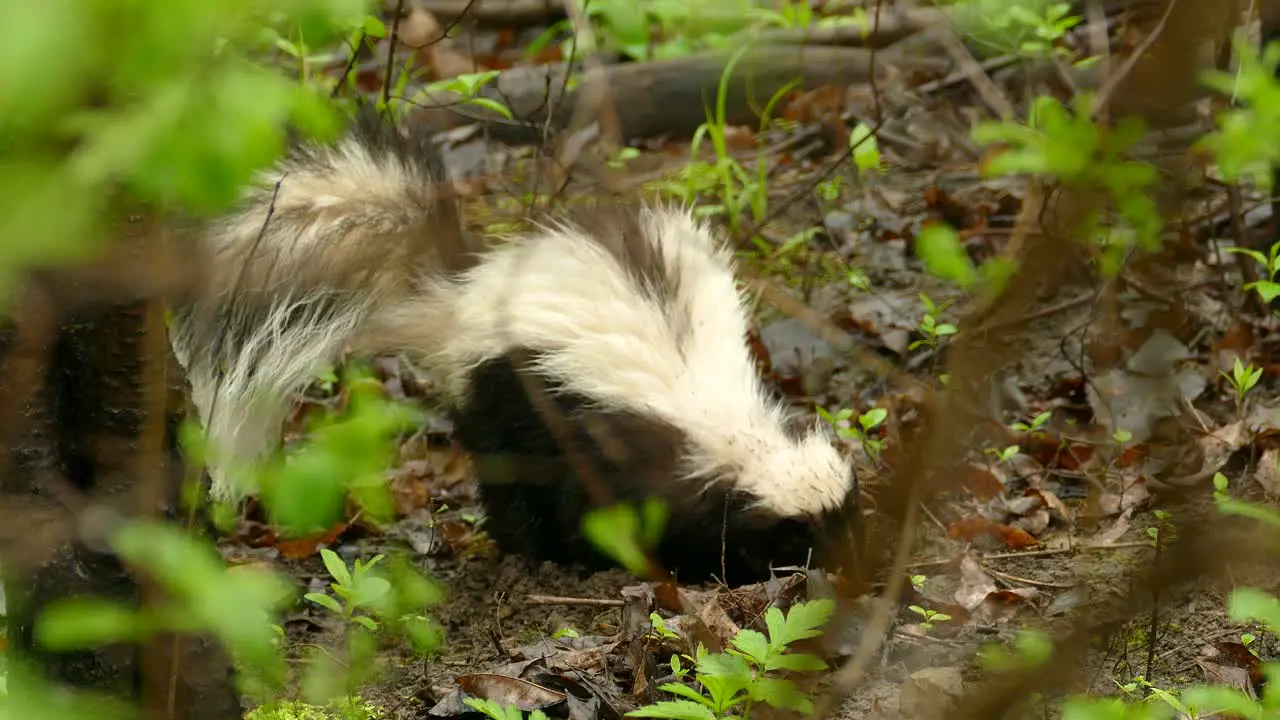 Skunk wild animal is digging to dirt in the forest