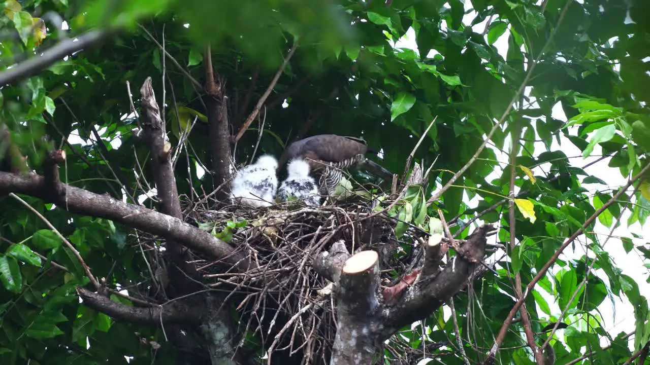 white -feathered baby crested goshawk eagles are standing being fed by their mother