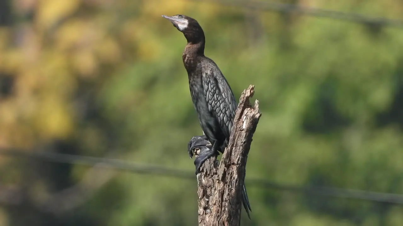 cormorant in tree -pond are -black 