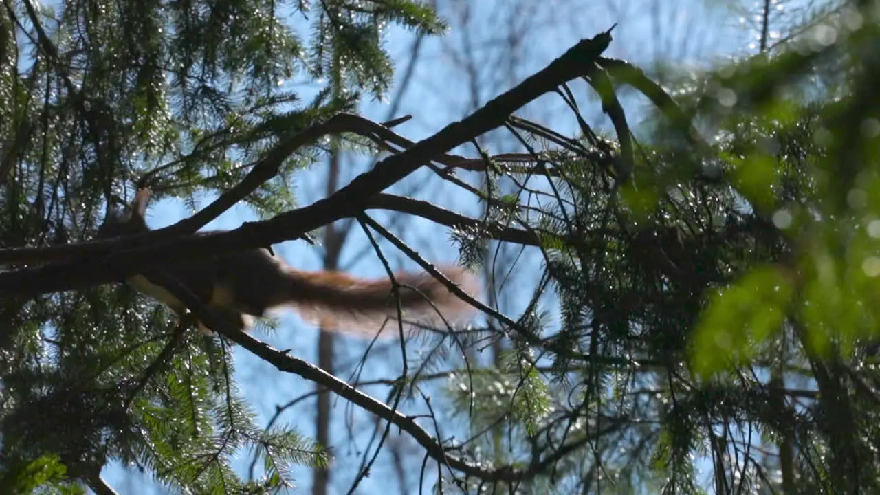 Squirrel jumping in trees slow motion searching for food sunny day