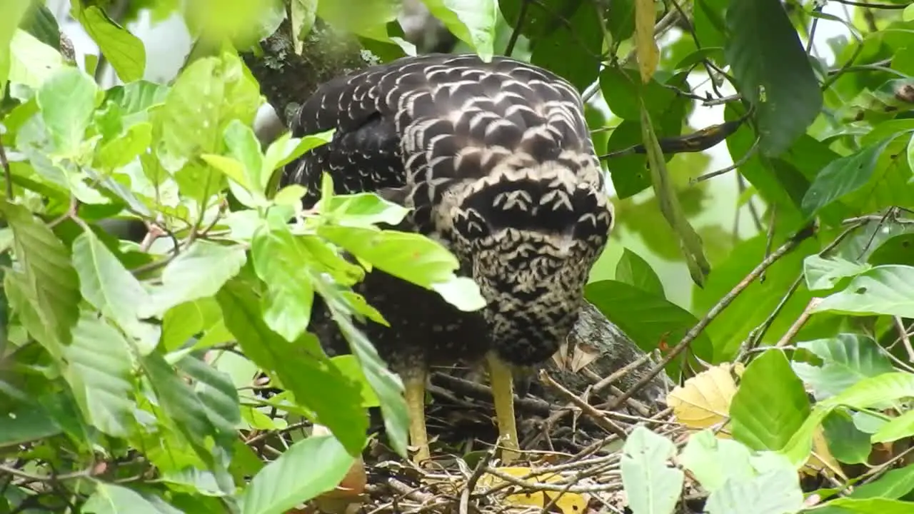 the crested serpent eagle is scavening for leftover food in its nest