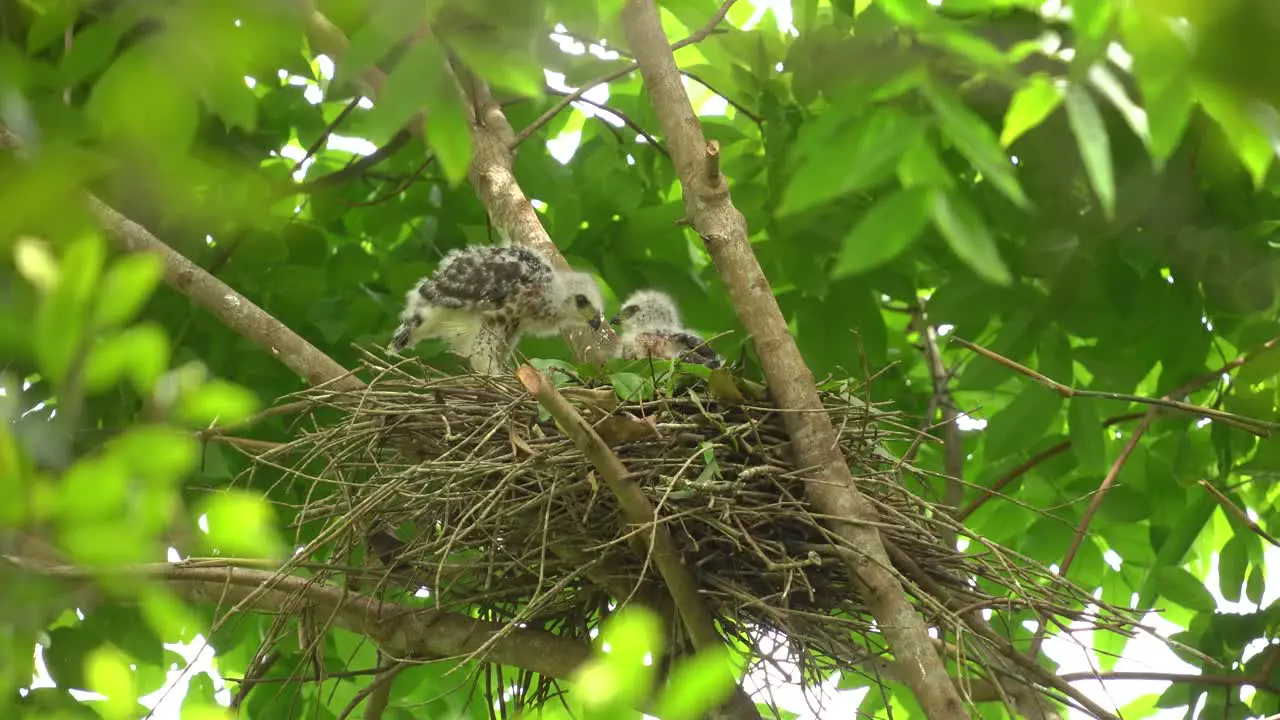 two crested goshawk chicks are in the nest waiting for their parents to come with food