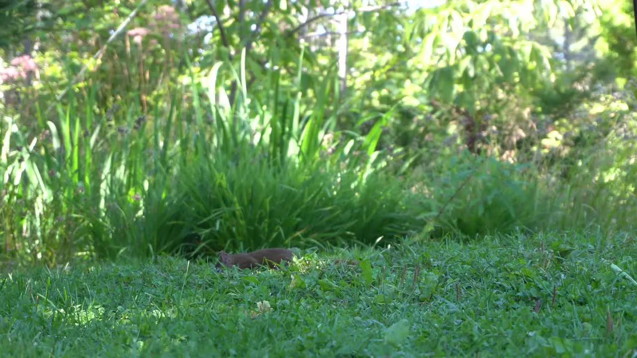 A squirrel that moves his head looking for bird seeds