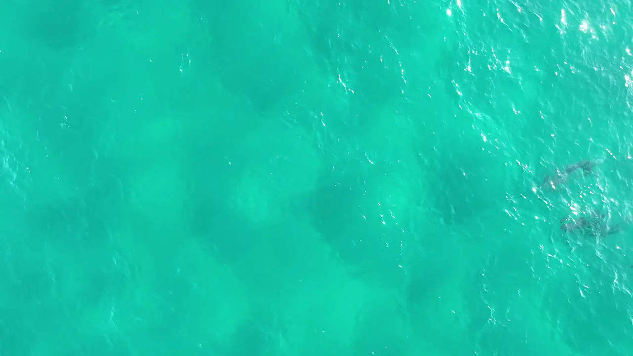 Pod of Dolphins swimming in large numbers through the blue waters of North Stradbroke Island