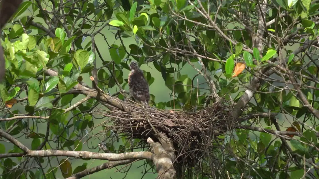 a crested goshawk chick is standing alone on the nest