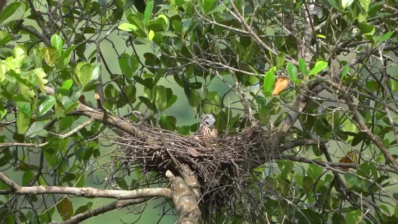 a crested goshawk eagle chick is hungry and scavenging for lettover food in the nest