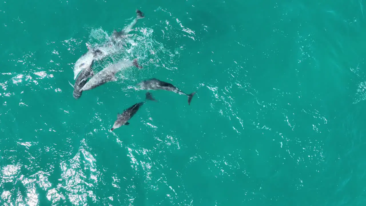 Pod of Dolphins Mating RARE Drone shot of Dolphins Reproducing and Mating top down drone shot