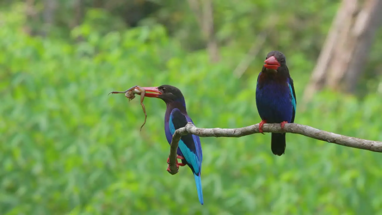 javan kingfisher couple perched on a branch