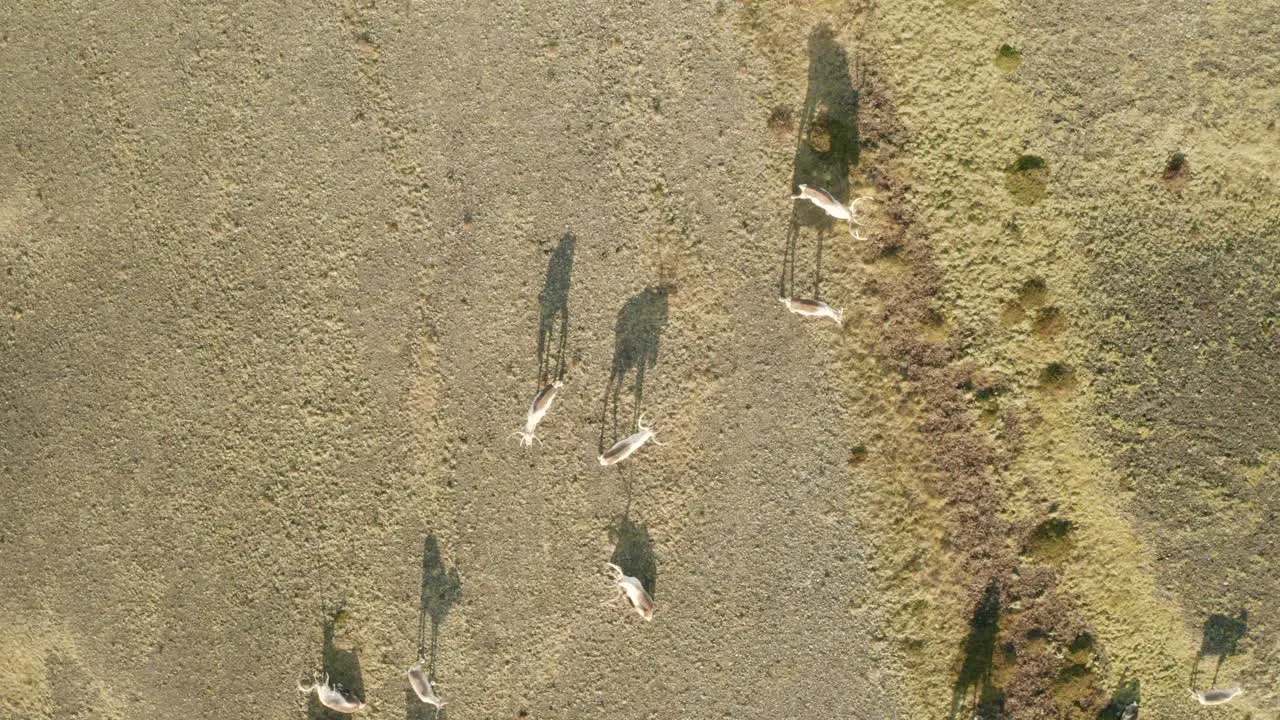 Shadows Of Reindeers Grazing On The Field In South Iceland On A Sunny Day static drone shot top-down