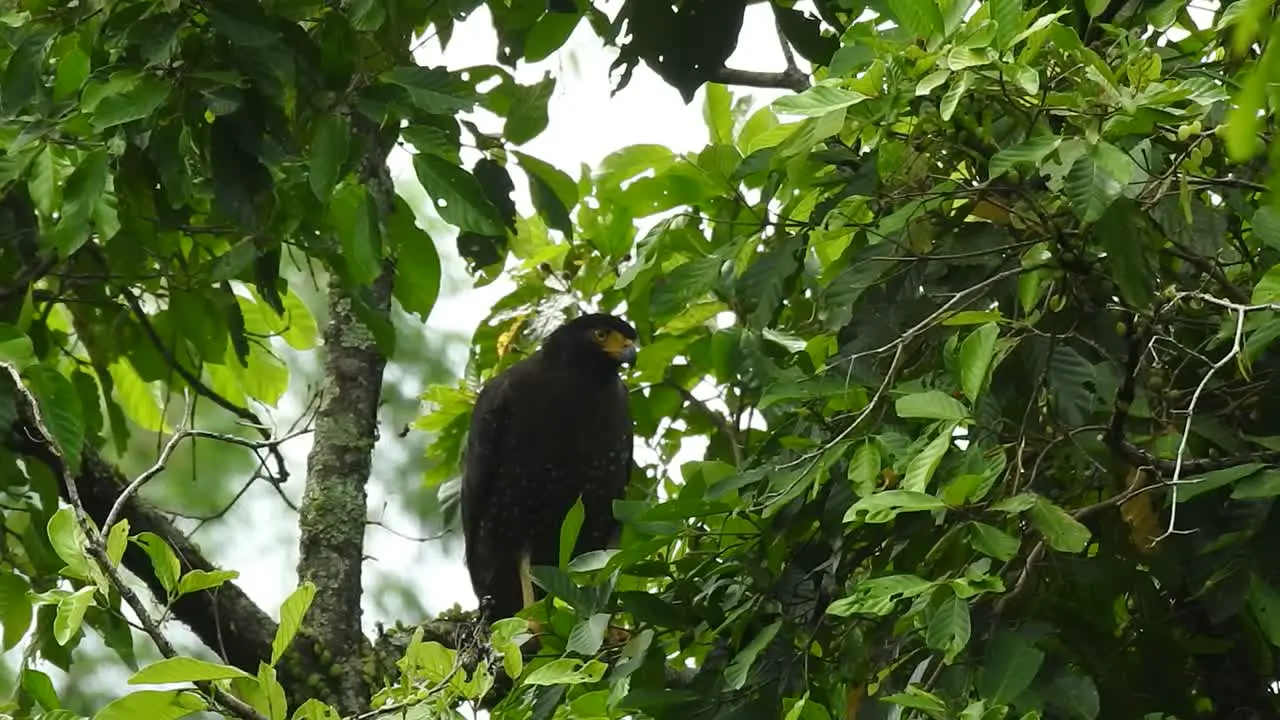 The black-chested buzzard-eagle 