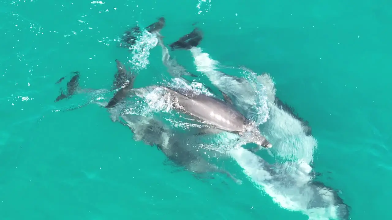 Pod of Dolphins Mating RARE Drone Footage of Dolphins Reproducing and Mating telescopic zoom drone shot