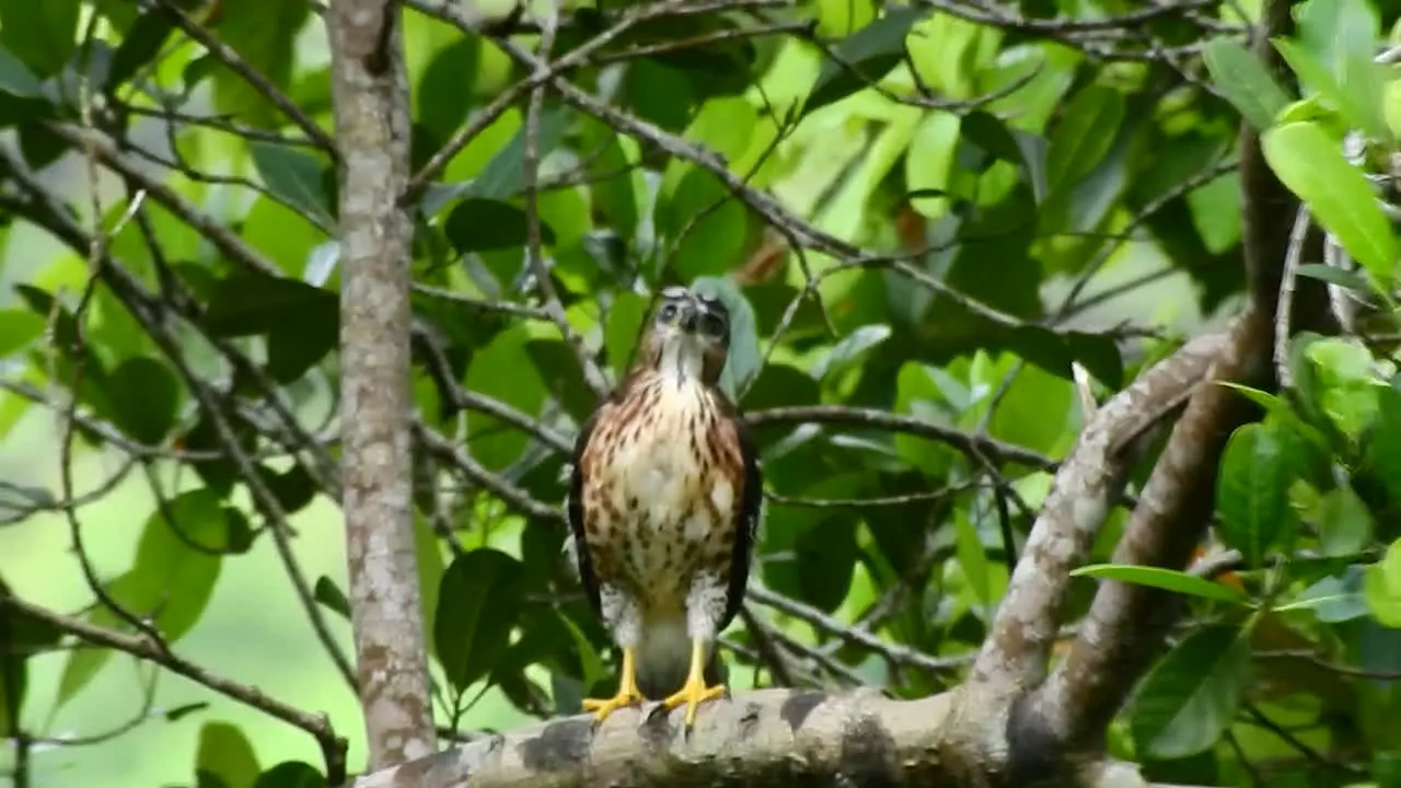 a crested goshawk chick that has grown up starting to flap its wings to learn to fly with it's feathers starting to turn brown is perched on a branch