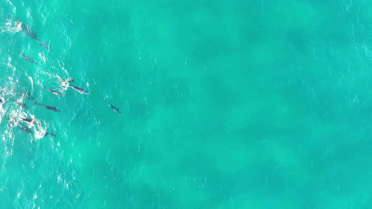 Pod of Dolphins swimming in large group through the blue waters of North Stradbroke Island