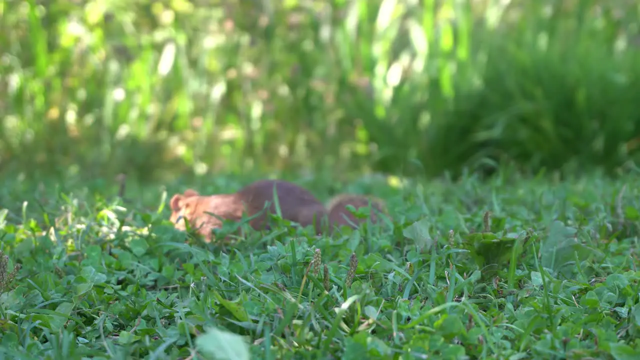 A close-up view of a squirrel that is looking for food