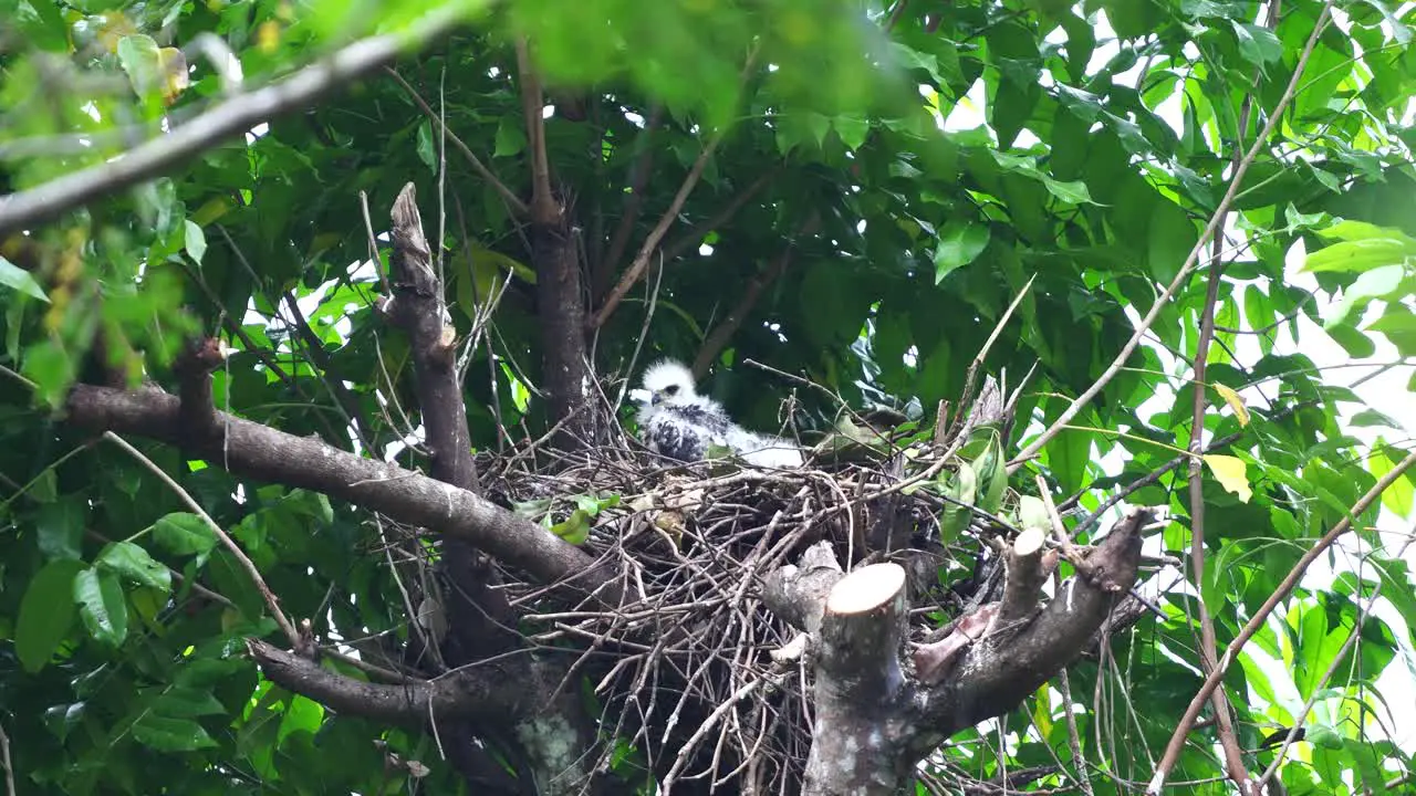 a crested goshawk eagle chick with white feathers is sheltering from the rain under the leaves above its nest