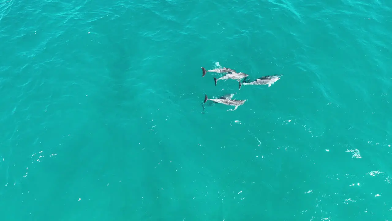 Pod of Dolphins Mating RARE Drone shot of Dolphins Reproducing and Mating top down high angle drone shot