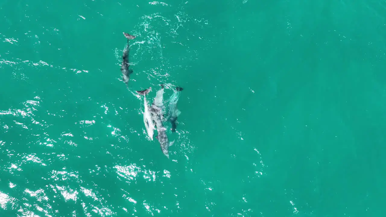 Pod of Dolphins Mating RARE Drone Footage of Dolphins Reproducing and Mating close up top down drone shot